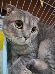 scottish kitten fold
