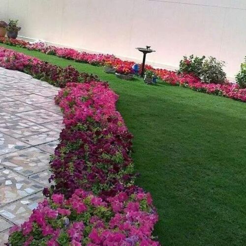 زراعه العشب الاخضر