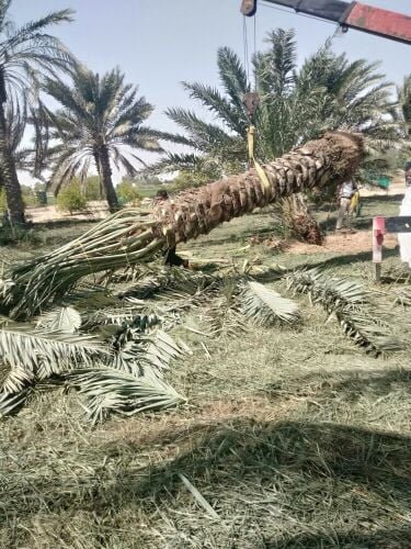 زراعة نخيل