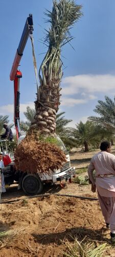 زراعة نخيل