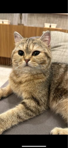 قطه للبيع 