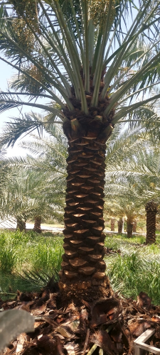 زراعه نخيل
