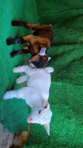 للبيع زكر وأنثى قزم بيور