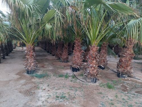 washingtonia tree 1.2 m height