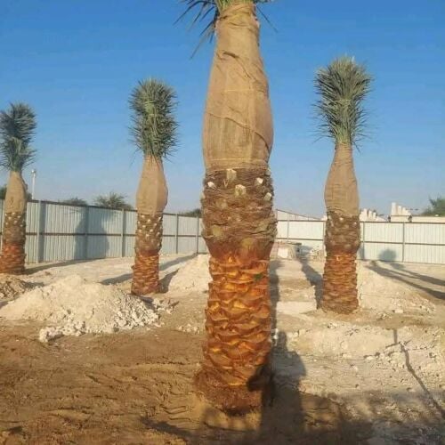 اعمال النخيل
