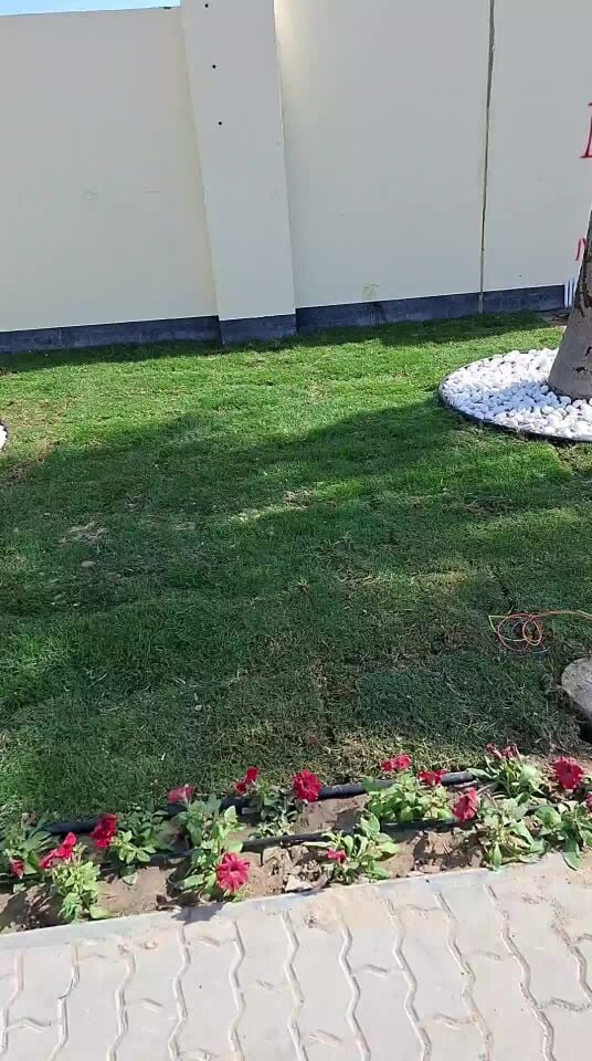 زراع