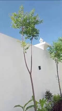 زراع
