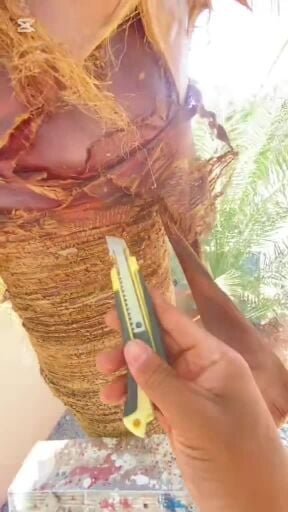 تركيب وتقريب النخيل وشنطونيا