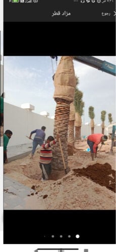 تركيب وتنظيف النخل