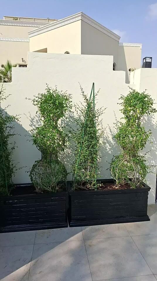 زراع