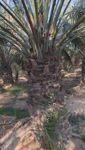نخال