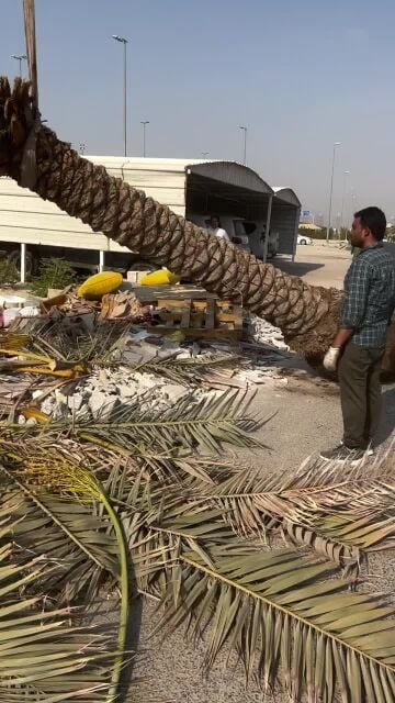 تركيب وتقريب النخيل وشنطونيا