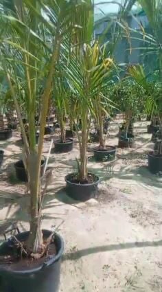 توريد وتركيب جميع الأشجار