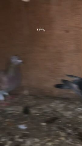 It’s Racer Birds Male and Female 