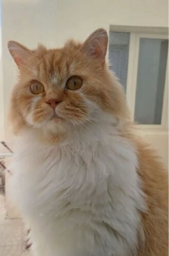 ام العمد مكافأة ٨٠٠٠