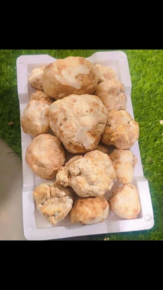 زبيدي سعودي فريش 