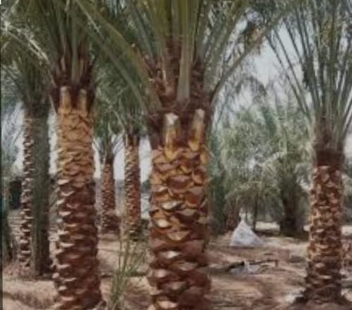 زراعة النخيل والوشنطنيا