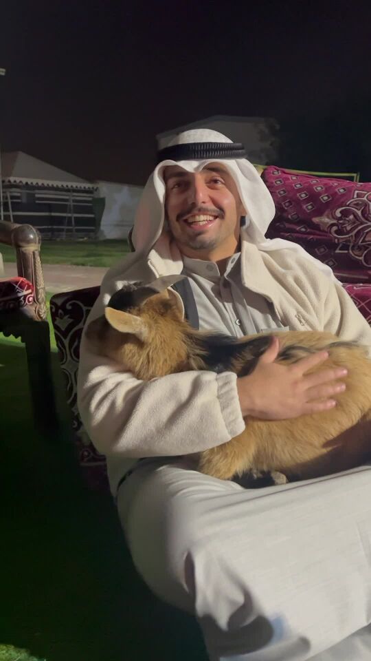 بروك ماعز قزم أليف بزيادة 