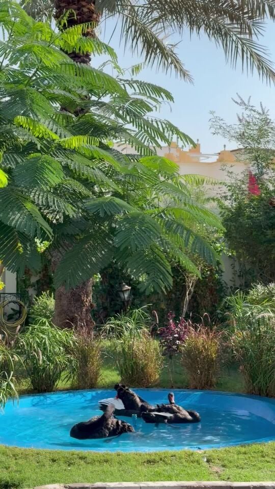 البجع الاسترالي الأسود