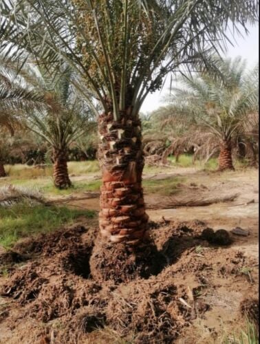 تنسيق الحدائق واعمل الزراعه