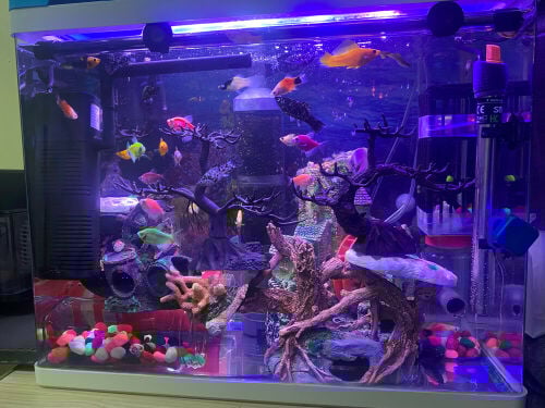 حوض سمك متكامل 