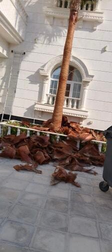 تركريب نخل وتقطيع شجر وتنسيق الحد