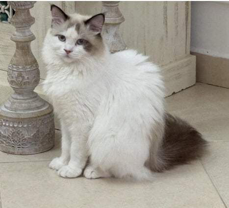 female Ragdoll
