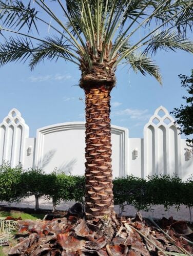 تقريبا وتليقيح النخيل