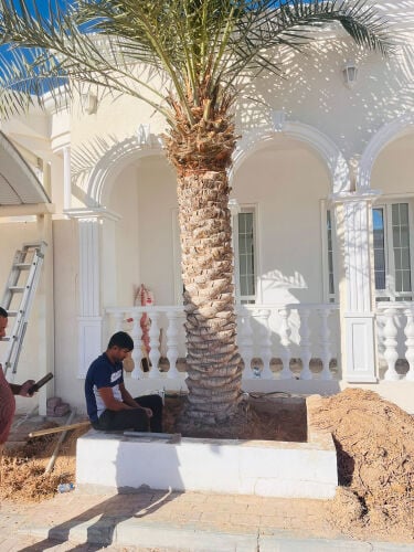 Mature Date Palm Tree for Sale