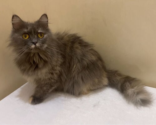 shirazi cat female 