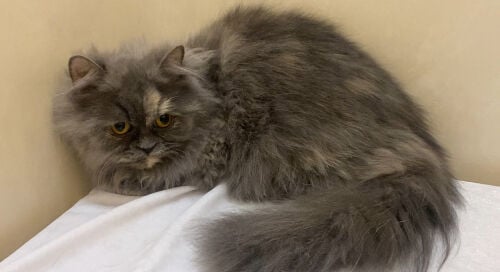 shirazi cat female 