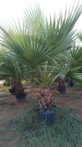 نخل زينه وشنتني ومثمار للبيع