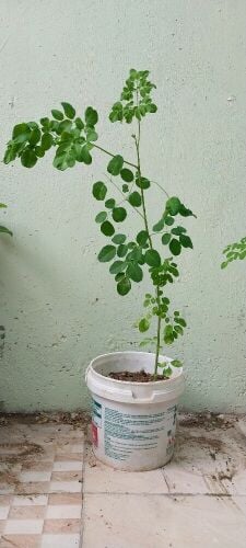 Drumstick and Ajwain Plant