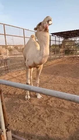 بعير فحل