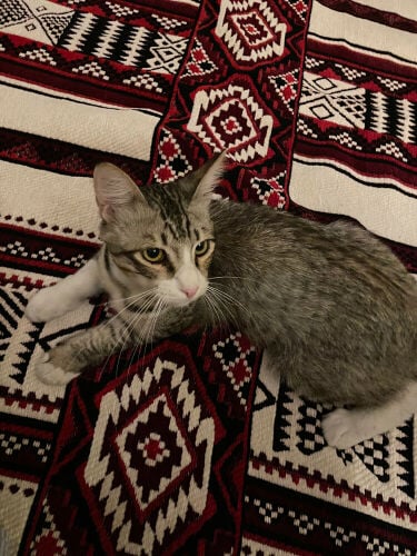male cat adoption