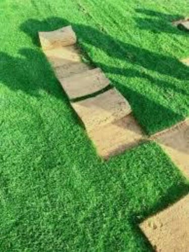 توريد وزراعه جميع انواع العشب 