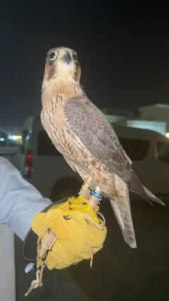 طير جبيليه طرح