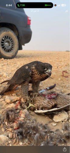 جير شاهين وريشة مارشال