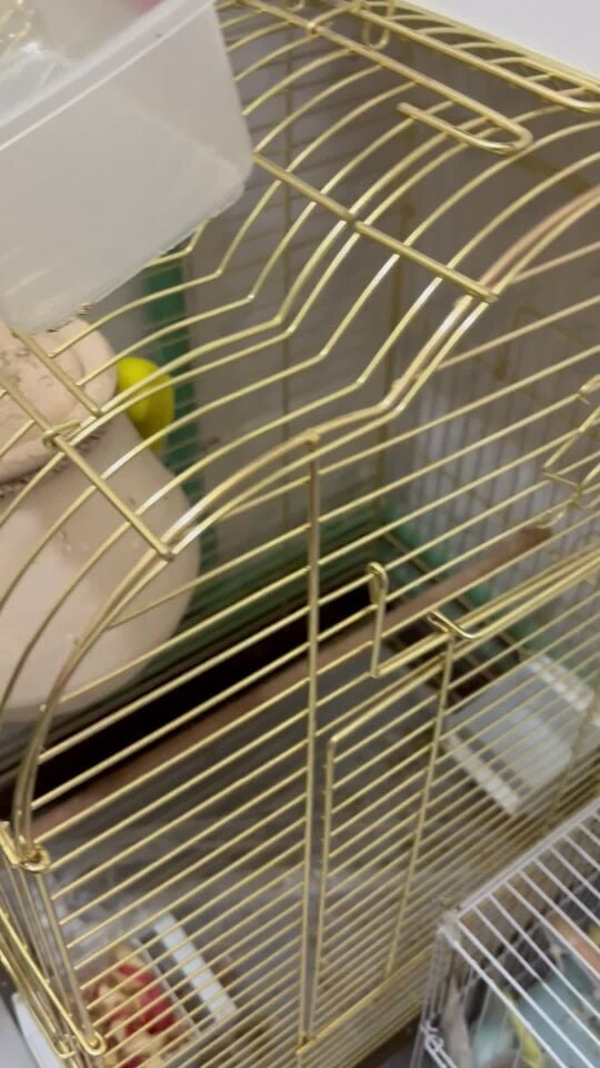 budgie (2 cage with 7 birds)