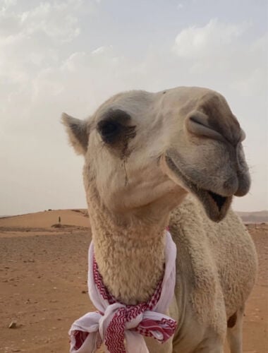 مطلوب راعي أبل سوداني 
