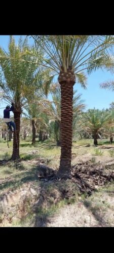 توريد وتنظيف جميع انواع النخل