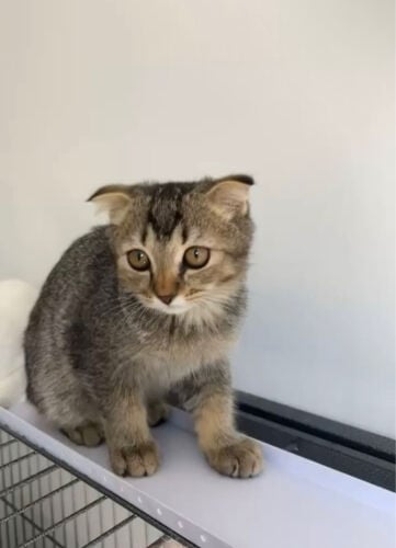 Scottish Fold for Sale