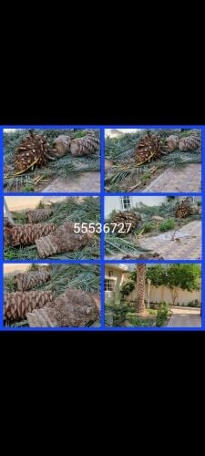 تقطيع اشجار ونخل وعشب وتنسيف حديق