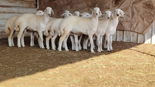 مطلوب جميع أنواع الحلال ماعز شويه