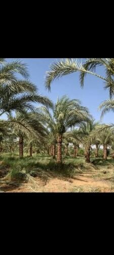توريد وتركيب جميع انواع النخل