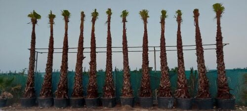 نقوم بتوريد وزراعة الوشنطنيا