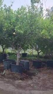 مزارع زراعة الفيلا والبيوت وصيانه