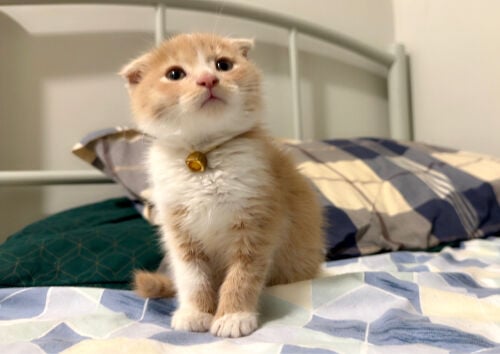 scottish fold kitten pure