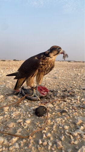 وكري حرار 