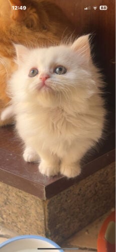 .Femal cat for sale